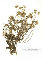 藏品(艾納香)的圖片